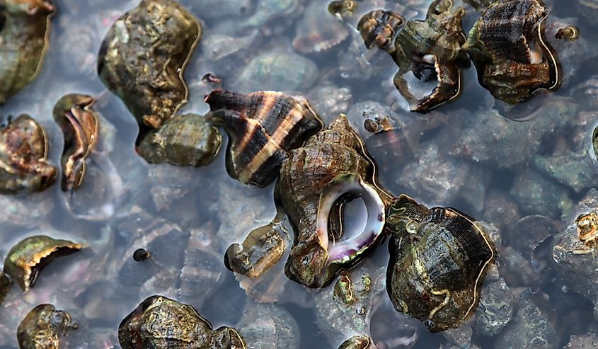 Bolinus brandaris, also called sea snail or purple dye murex, at the fish market ready to be cooked
