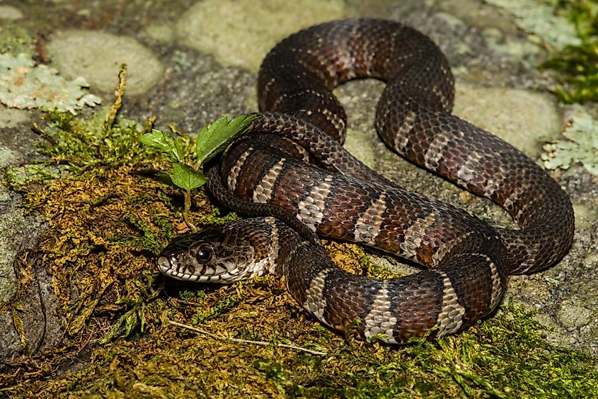 The northern water snake.