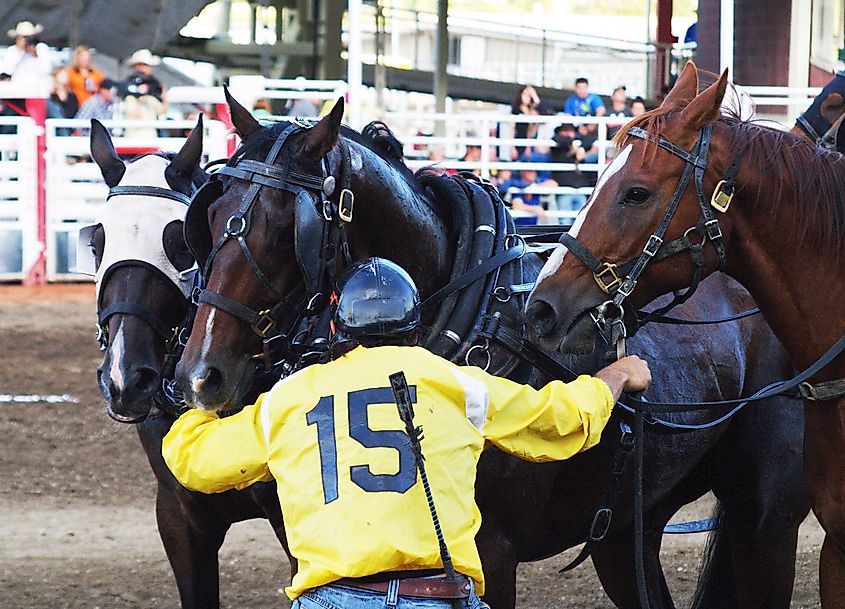 Clinton, Arkansas hosts one of the largest chuckwagon races in the county. Credit: Brett Holmes/ Shutterstock.com