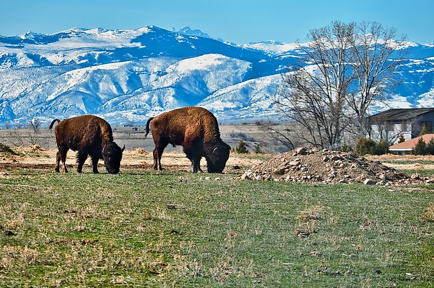 American bison grazing in the grasslands near Sheridan, Wyoming.