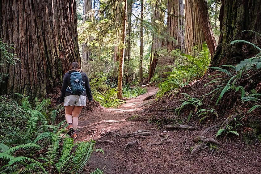 Hikers walking through the redwoods at Jedediah Smith State Park in Northern California