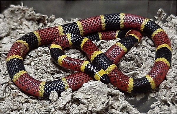 Photographer: LA Dawson Animal courtesy of Austin Reptile Service.