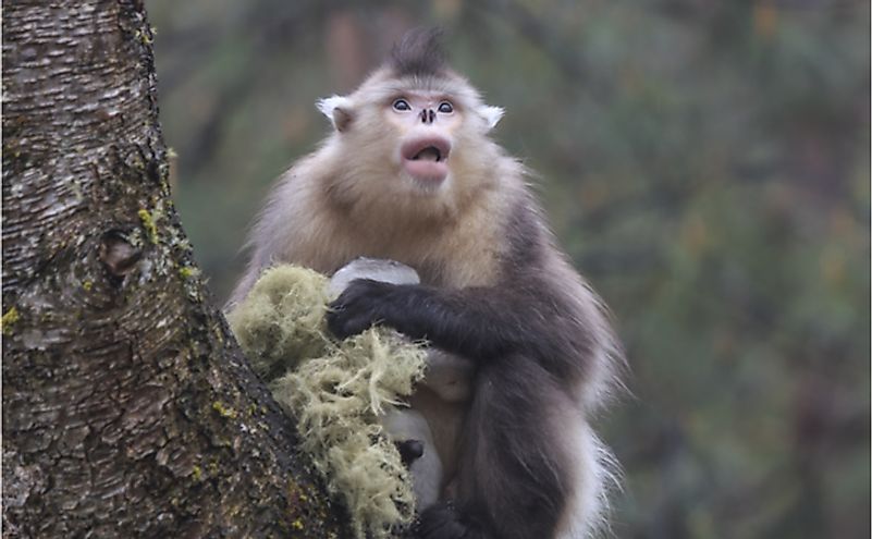 Secretive and colorful dryas monkey isn't as rare as once thought