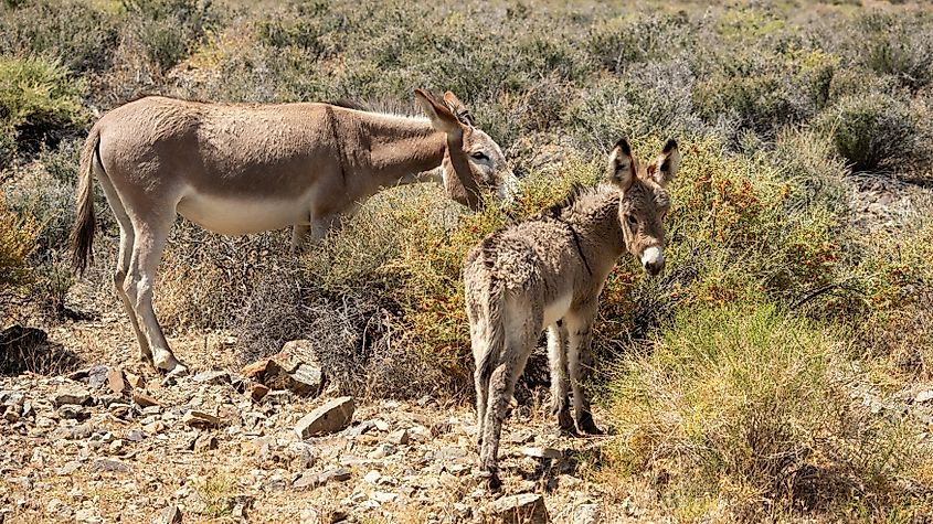 Wild burros in Death Valley, California