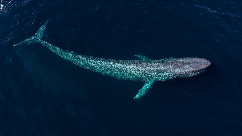 From an aerial view, a blue whale swims under the surface in Monterey Bay, California.