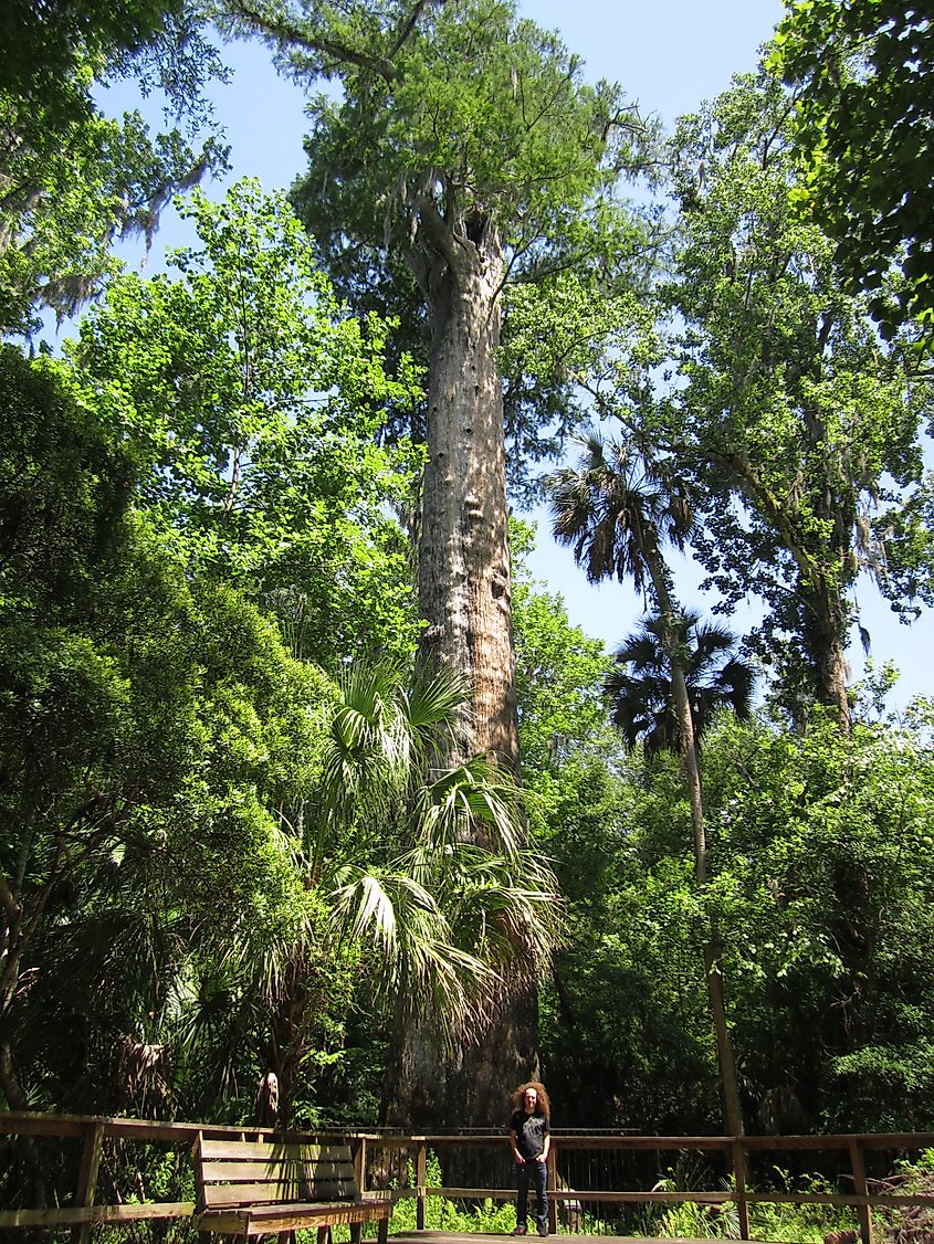 The Senator, a 3500 year old cypress tree at Big Tree Park in Longwood, Florida.