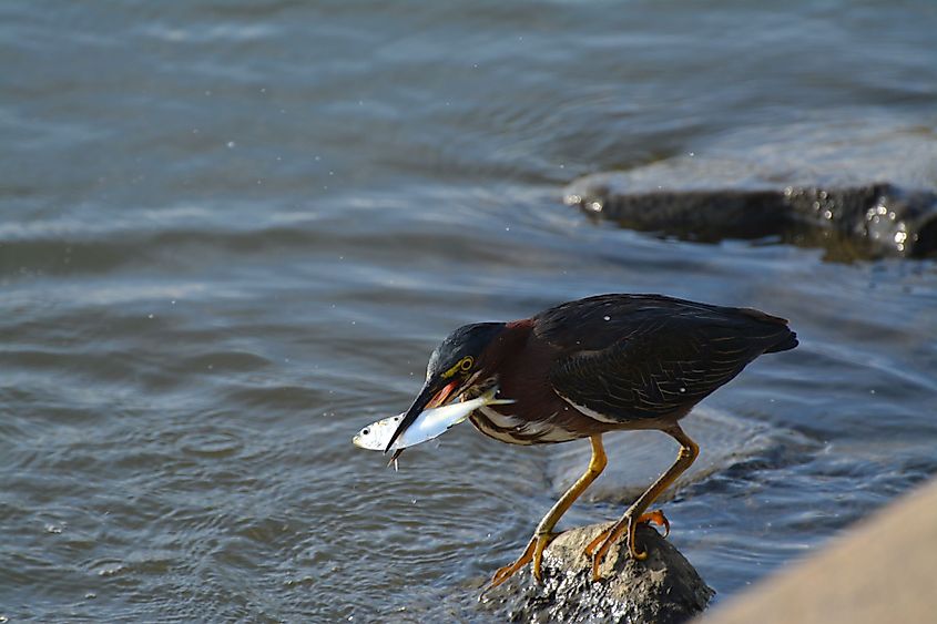 Chesapeake Bay