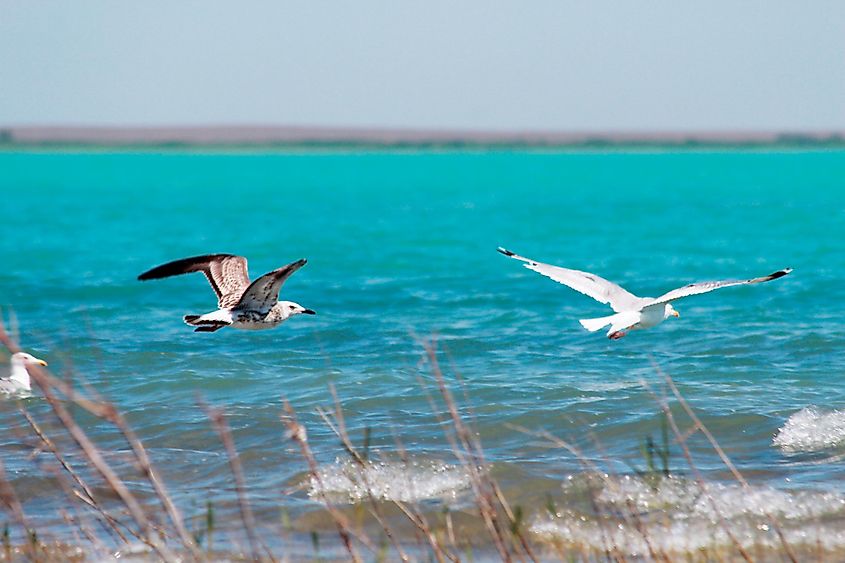 Seagulls flying over Lake Balkash.