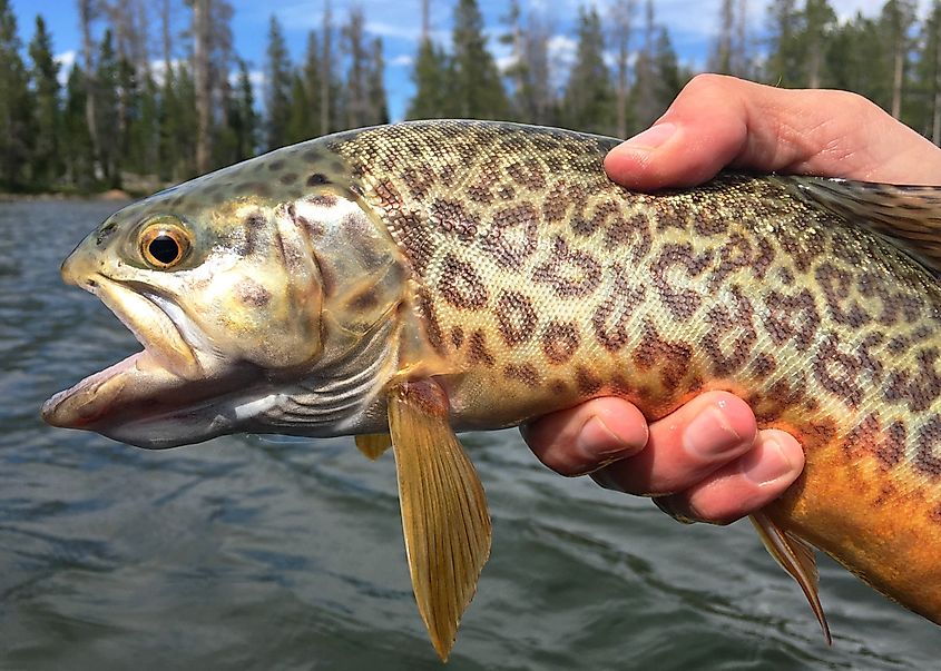 A Tiger Trout.