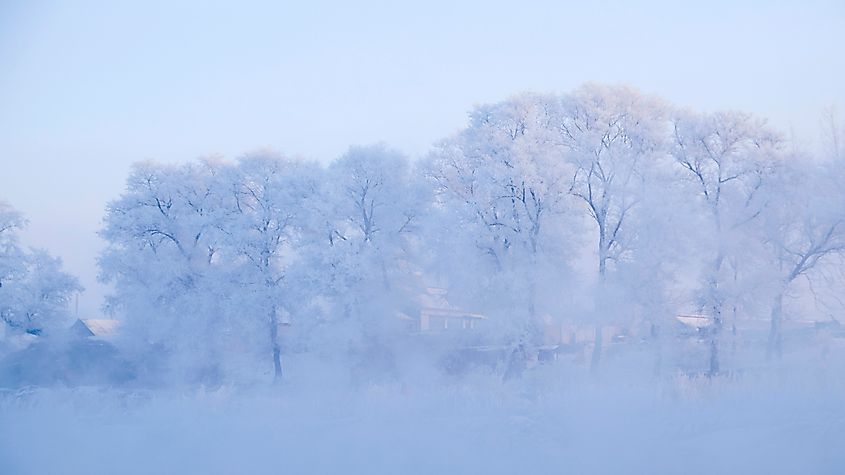 Ice-rimmed trees along the Songhua river near Wusong Island.