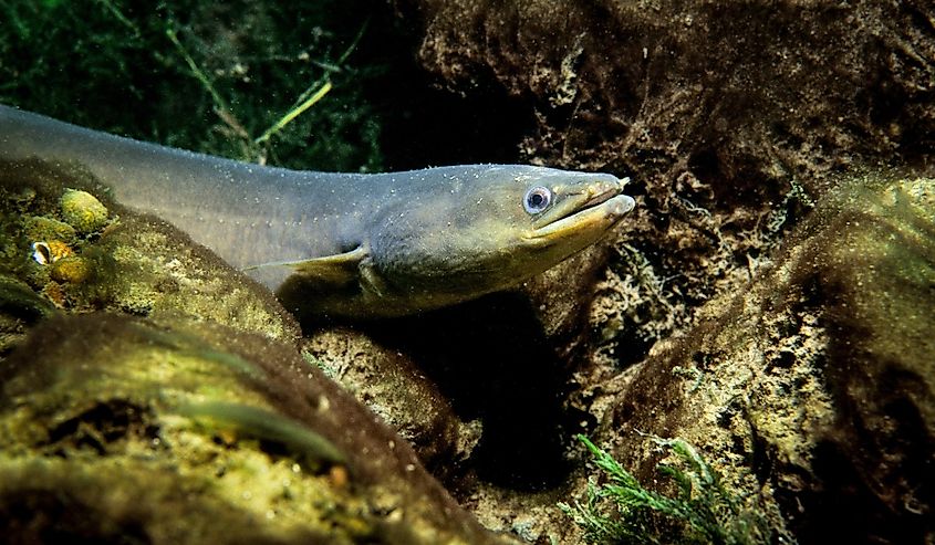 American eel underwater in the St. Lawrence River.