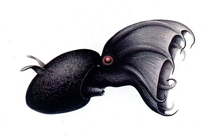 A Vampire Squid (Vampyroteuthis infernalis) drawn by Carl Chun, 1911.