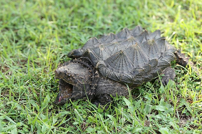 Alligator snapping turtle stands on the green grass.