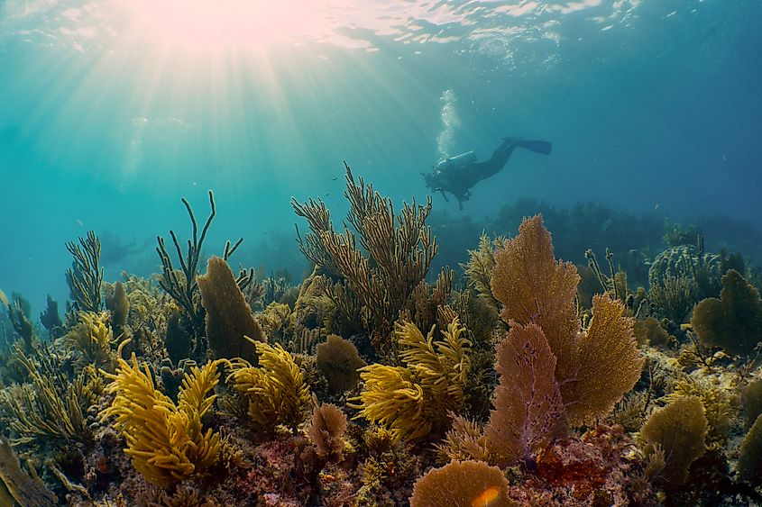 Underwater Paradise: Scuba Diver Exploring Sun-Drenched Coral Reefs in Key Largo, Florida