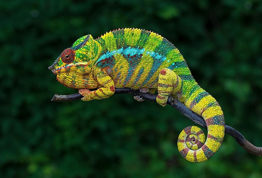 Animals That Live in Madagascar - WorldAtlas Animals That Live in Madagascar - WorldAtlas