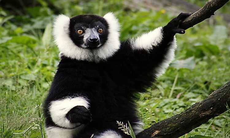 Madagascar's Most Endangered Mammals - WorldAtlas Madagascar's Most Endangered Mammals - WorldAtlas