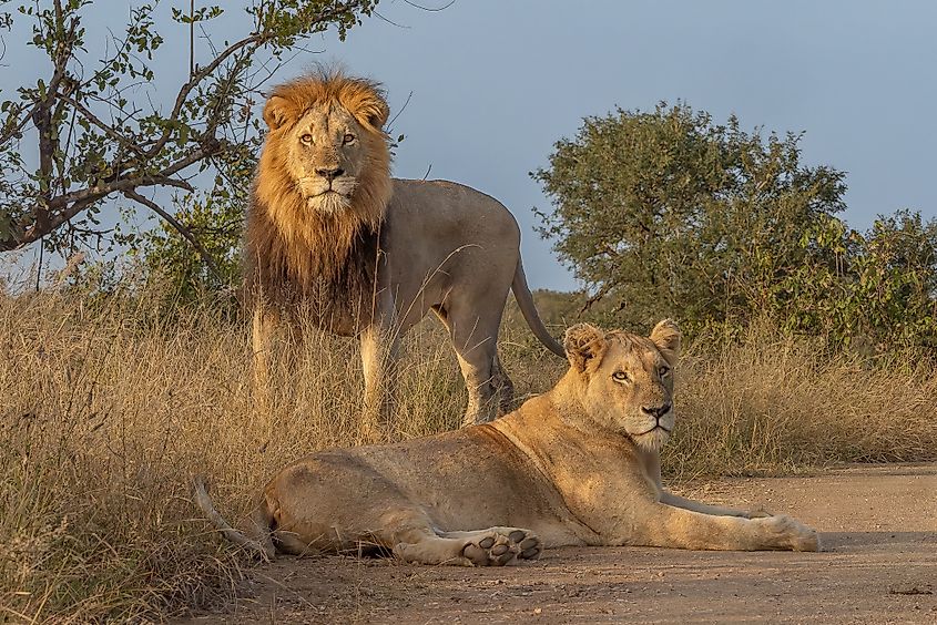 A lion pair in the Kruger National Park of South Africa.