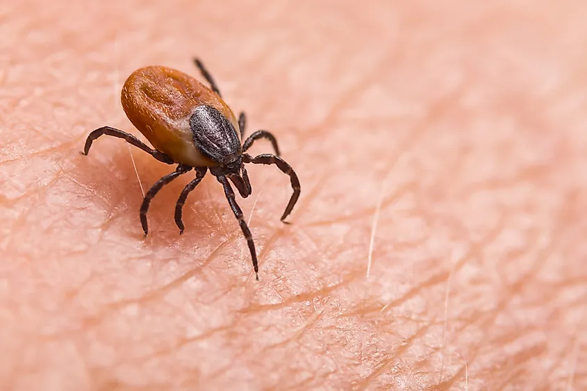 Infected female deer tick.