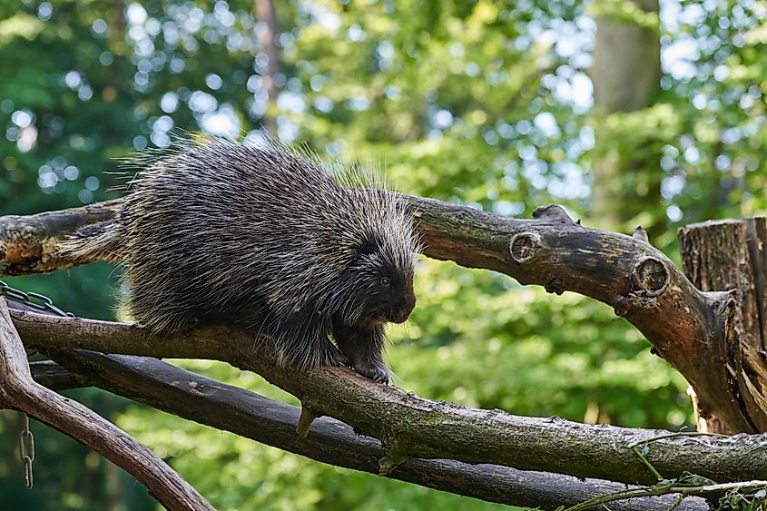 American porcupine.