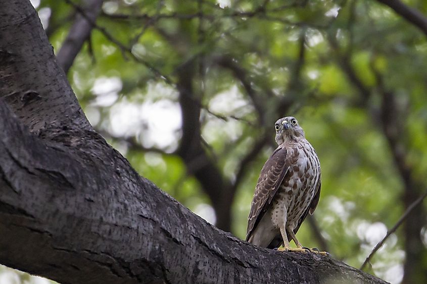 Sultanpur National Park