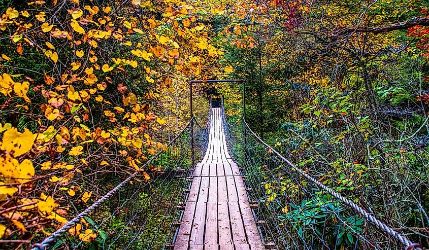 A walk through fall, Fall Creek Falls State Park, Pikeville, Tennessee.