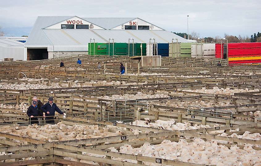 Feilding Livestock Saleyards in Feilding, New Zealand. 