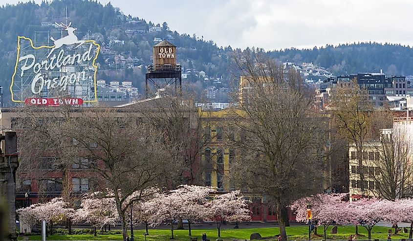 Portland Oregon Old Town waterfront with Cherry Blossom trees blooming in Springtime