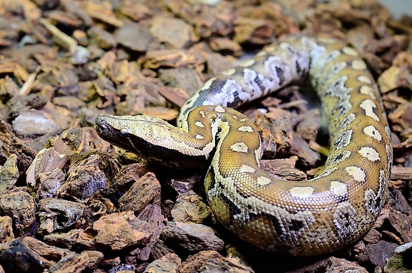 A Sumatran short-tailed python coiled on leaf litter showing its dark red blotched pattern.