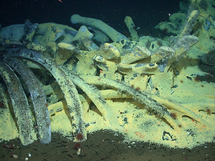 A whale fall community in the Santa Cruz basin off southern California at a depth of 1,674 meters, with bacterial mats, clams, crabs, and other invertebrates.