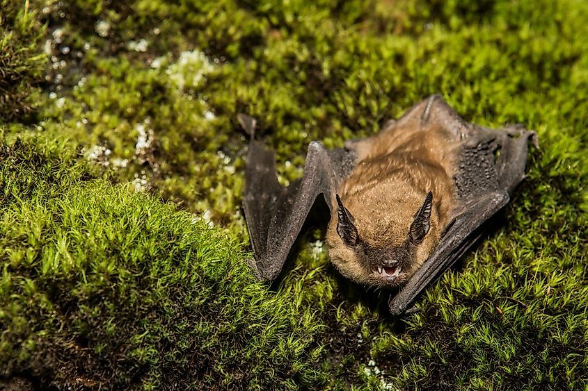 A big brown bat.