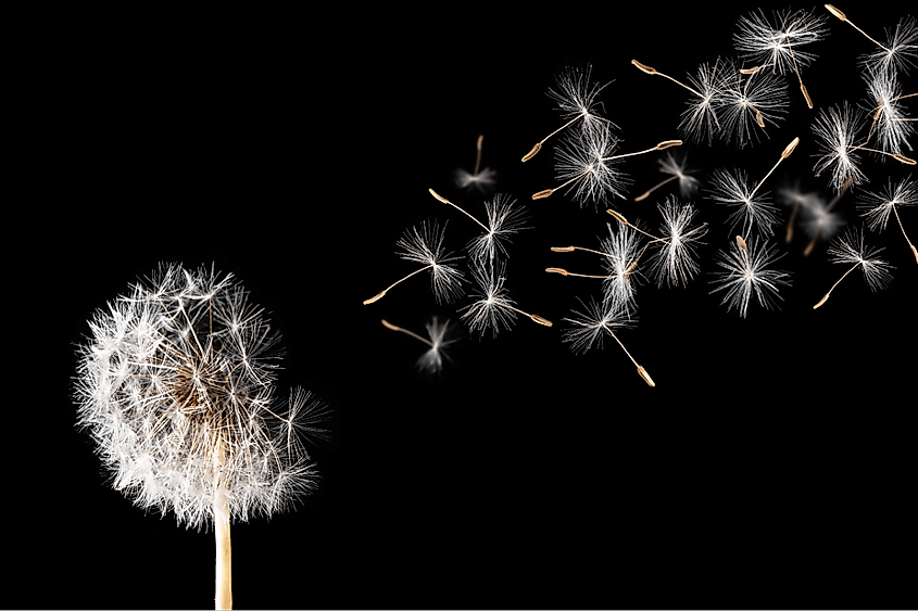 A dandelion against a black background.