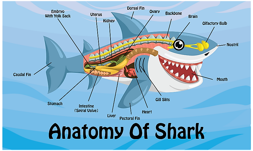 Are Sharks Mammals? - WorldAtlas