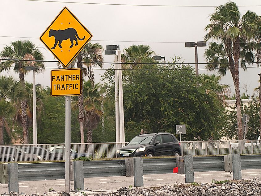 Panther crossing