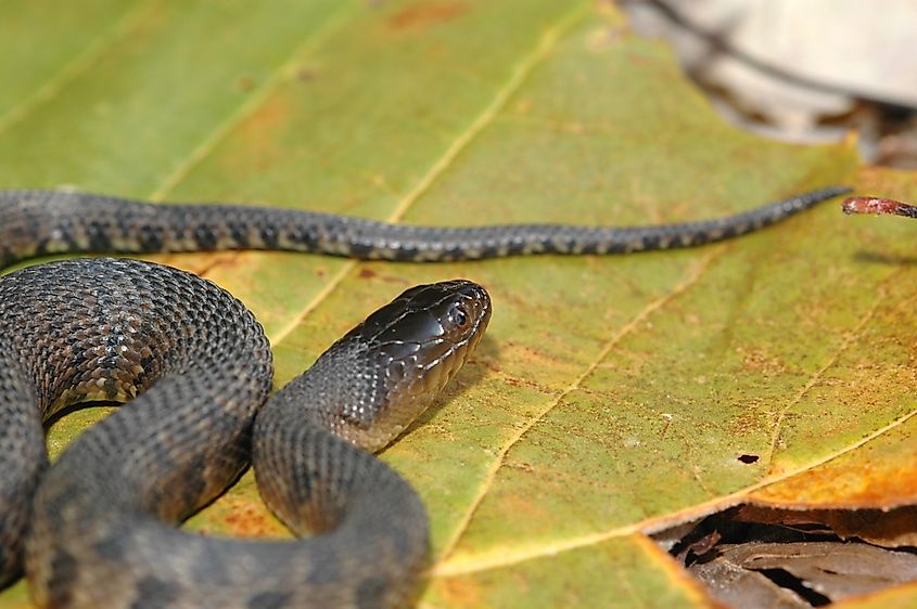 Mississippi green watersnake.