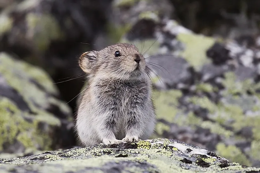 Collared Pika Ochotona collaris on rocky alpine tundra in Keno, Yukon, Canada