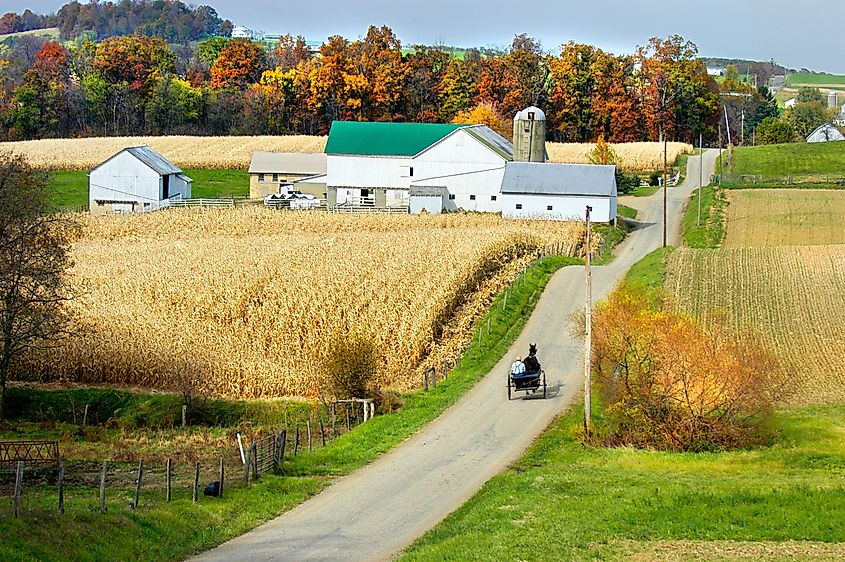 Horse, rider, and buggy on a road between golden fields in Millersburg, Ohio.