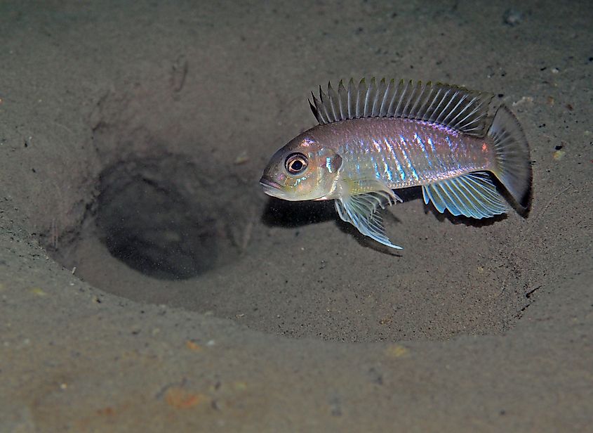 fish in Lake Tanganyika