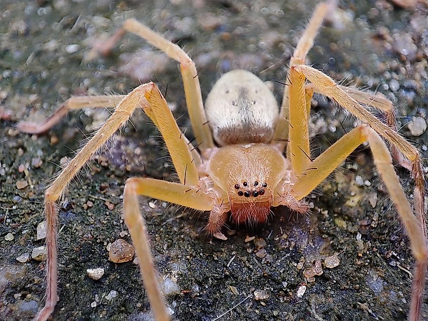 A brown recluse spider on the ground.