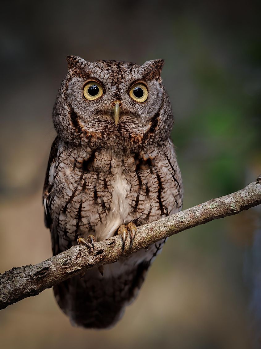 An Eastern Screech Owl in a tree.