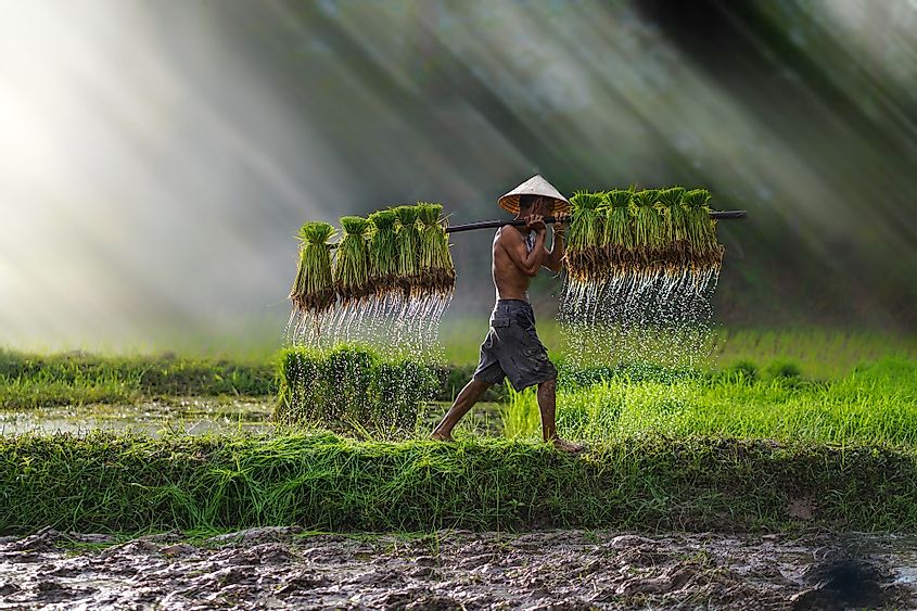 Vietnam rice farming
