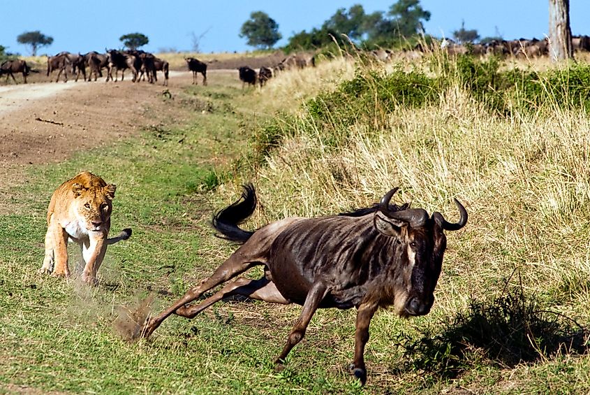 emale lion (panthera leo) hunting wildebeest.