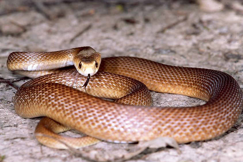 A coastal taipan with its tongue flicking out.