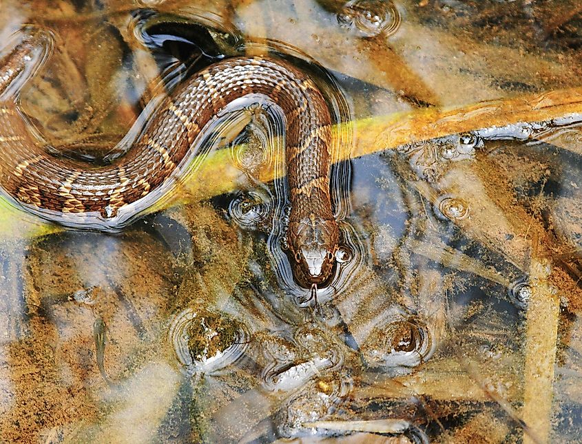 Northern Water Snake