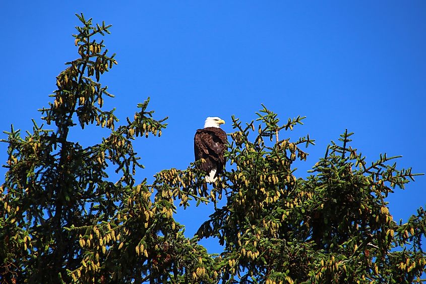 A bald eagle on a tree in Eagle, Alaska.