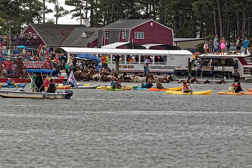Wild ponies swim to Chincoteague Island from Assateague Island.