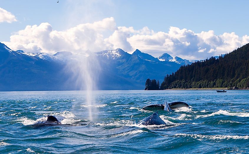Juneau whales