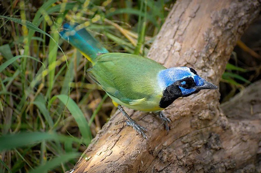 A green jay, a tropical bird found in the US only in South Texas.