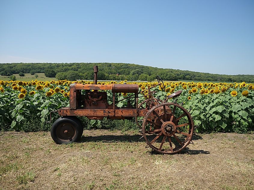 Roadside sunflowers in Kansas. Credit: Matt Fowler KC / Shutterstock
