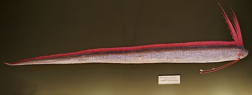 Giant oarfish. In Wikipedia. https://en.wikipedia.org/wiki/Giant_oarfish By Sandstein - Own work, CC BY 3.0, https://commons.wikimedia.org/w/index.php?curid=10386612