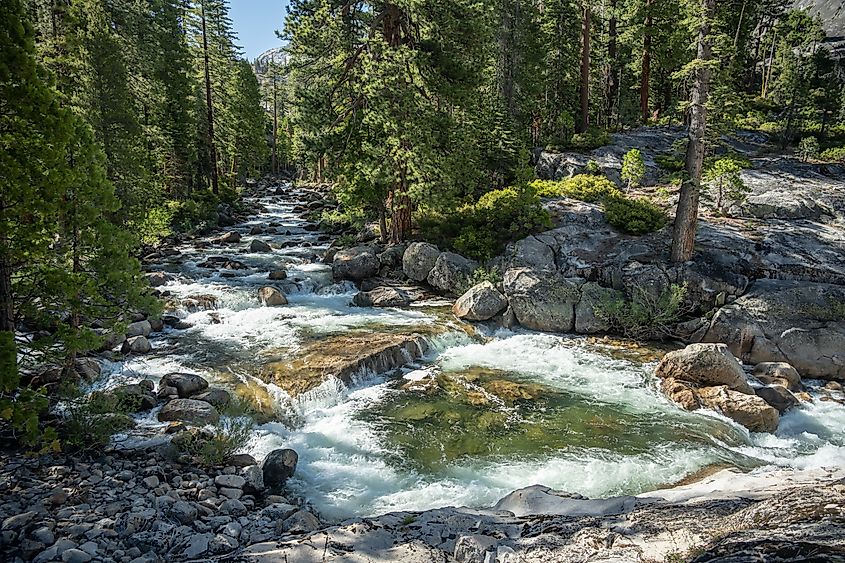 Pine Trees Flank the Tuolumne River as it Cascades Down Layers of Rock in Yosemite.